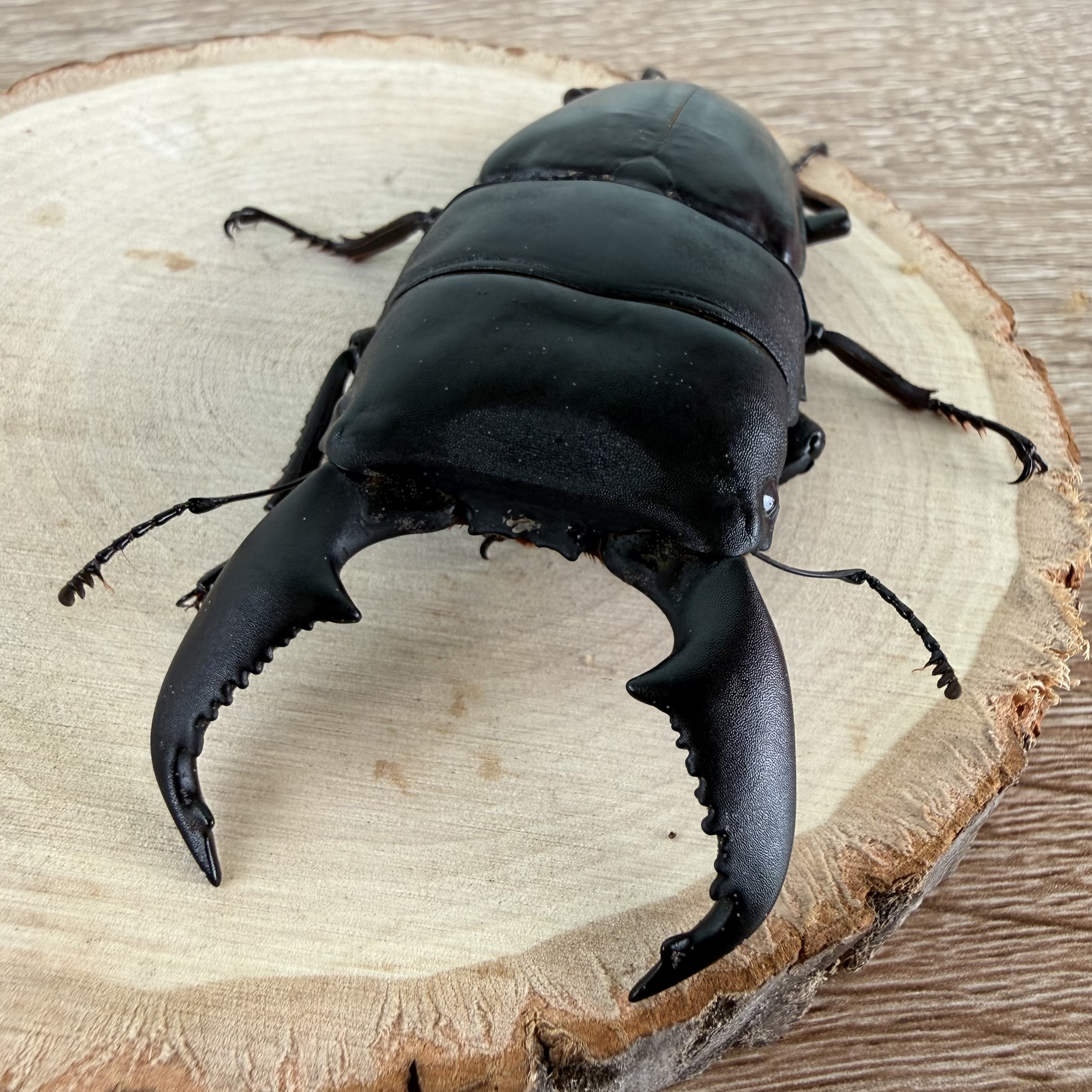 世界最強のクワガタ！ - 静岡でメダカやクワガタ、カブトムシ販売なら
